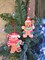 Christmas Ornament - Gingerbread Man. Wizardi Festive Decoration F07-N2-5-AEE046A